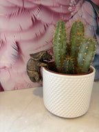 Triceratops Pot Buddies Pot Hanger