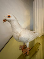 Dove - Cast Iron