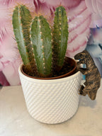 T-Rex Pot Buddies Pot Hanger