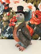 Gentleman Pigeon