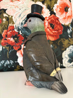 Gentleman Pigeon