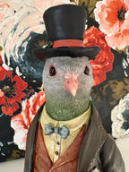 Gentleman Pigeon